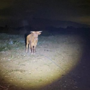 Animal é resgatado com diversos ferimentos após farra do boi