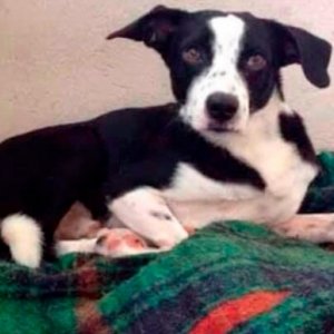 Multa para maus-tratos a animais pode chegar a R$ 20 mil com nova lei
