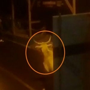 Revoltados com os maus tratos moradores denunciam farra do boi