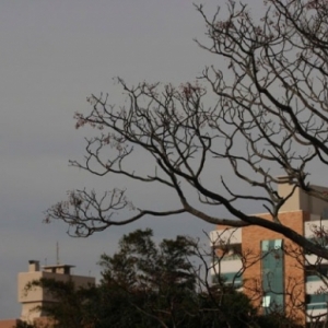 Frio intenso, baixa umidade do ar e rajadas de vento estão previstos para a semana