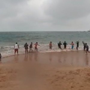 VÍDEO: Pescadores capturam mais de 450 tainhas em praia da região