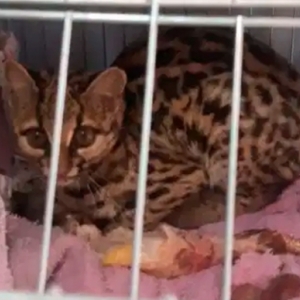 Gato-maracajá entra em imóvel, ataca galinhas e é capturado por moradores