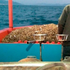 Pescadores comemoram a captura dos primeiros quilos de camarão 