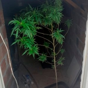 Plantas de maconha no telhado de residência chamam atenção da polícia