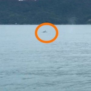 VÍDEO: Baleia jubarte é flagrada por pescadores na Orla de Tijucas