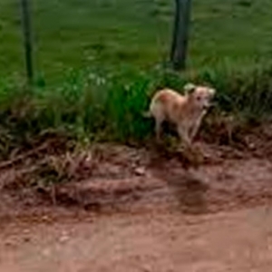 Cansada de presenciar abandono de animais, moradora aciona a polícia