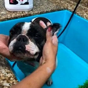 Banhos durante o inverno podem prejudicar a saúde dos cães; mito ou verdade?