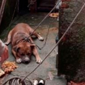 Pitbull vítima de maus tratos é resgatado durante operação que investiga roubo de carga