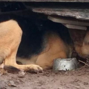 CRUELDADE: Três animais debilitados e sofrendo maus-tratos são resgatados 