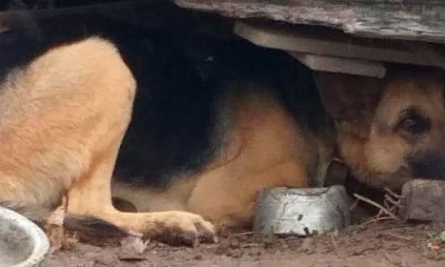 CRUELDADE: Três animais debilitados e sofrendo maus-tratos são resgatados 