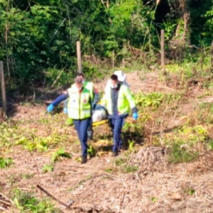Trabalhador desmaia e tem grave reação alérgica após picada de “abelha assassina” 