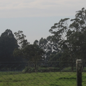 ALERTA: Rajadas de vento com até 80 km/h devem atingir região nas próximas horas