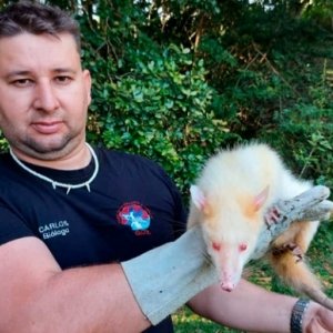 Espécie “extremamente rara” de animal albino é encontrada na região