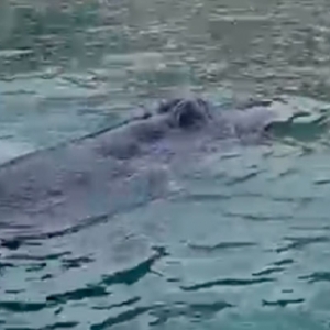 Baleia visita a BaÍa Caixa D’Aço e nada tranquilamente entre as embarcações