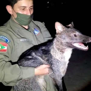 Animais silvestres são atropelados e um deles é resgatado na região