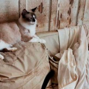 Idosa é presa por maus tratos contra animais; 24 gatos são resgatados