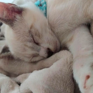 Proprietária de gatinho desaparecido pede ajuda para encontrar o animal 