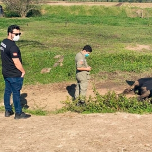 Proprietário de cavalo é preso ao deixar animal com claros sinais de maus-tratos