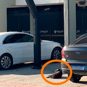 Aposentado fica ferido após ser atacado por cães em rua de Tijucas