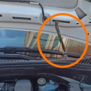 QUE SUSTO! Cobra é encontrada em capô de automóvel e assusta populares
