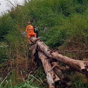 Queda de árvore faz vítima fatal; homem foi encontrado sem vida