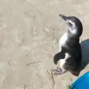 Pinguim é resgatado em praia da região com vários ferimentos no corpo
