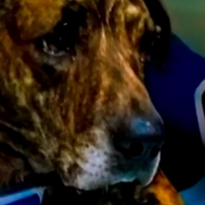 Cadela comunitária de bairro é esfaqueada após ter filhotes