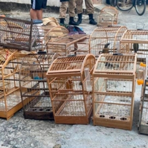 Pássaros silvestres são encontrados presos de forma irregular em residência