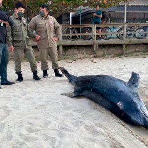 Animais marinhos são encontrados mortos em praia ao ficarem presos em rede de pesca