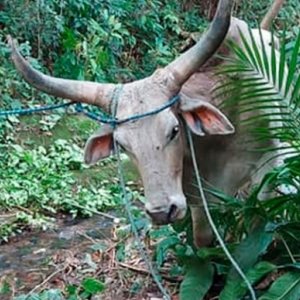 Bombas são utilizadas para dispersar farristas em resgate de animal ferido