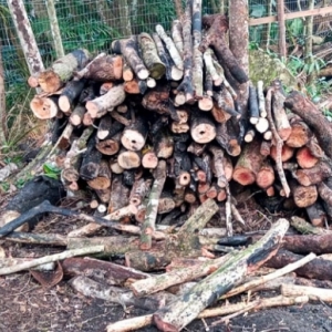 Cerca de 500² metros de desmatamento em área de preservação é flagrado