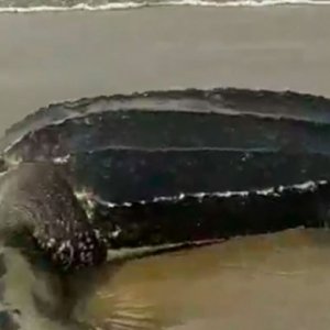 Tartaruga é encontrada morta em praia da Costa Esmeralda