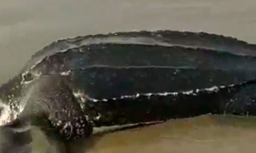 Tartaruga é encontrada morta em praia da Costa Esmeralda