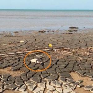 Morador fica admirado ao encontrar pinguim em meio a lama da Boca da Barra