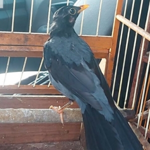 Em intervalo de cinco minutos dois casos de crime ambiental são registrados