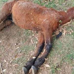 Cavalos são encontrados em grave situação de maus tratos