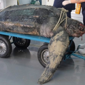Tartaruga com mais de 220 kg e origem rara é encontrada em praia da região