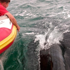 Baleia fica presa em redes de pesca, sofre ferimentos e é resgatada