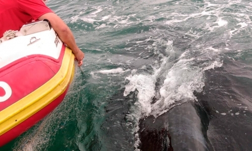 Baleia fica presa em redes de pesca, sofre ferimentos e é resgatada