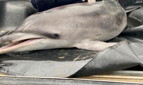 Populares tentam devolver golfinho à água e animal morre após ação