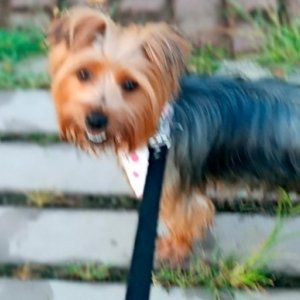 Menina de 12 anos pede ajuda para encontrar sua cachorrinha desaparecida