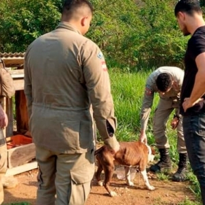 Cachorro com sinais de maus-tratos é resgatado e proprietária é presa