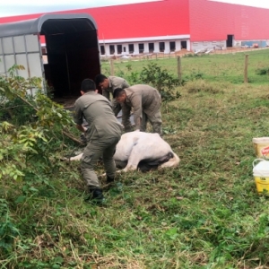 Égua prestes a dar à luz é resgatada com sinais de maus-tratos e desidratação