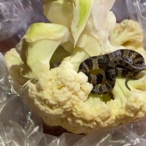 QUE SUSTO! Mulher encontra jararaca em embalagem de couve-flor 