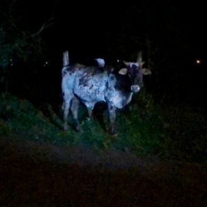 Boi solto em avenida provoca acidente com carro e assusta motoristas 