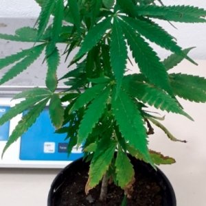Planta de maconha é localizada em varanda de casa após denúncias 