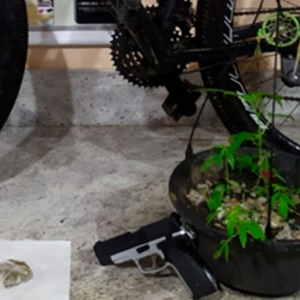 Pé de maconha pendurado em varanda de casa chama a atenção da polícia