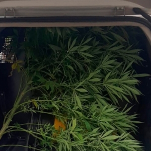 Planta de maconha de quase 1 metro é localizada em terreno baldio