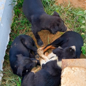 Cães são abandonados em plantação de arroz e homem ameaça matá-los