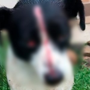 Investigação sobre maus-tratos; cachorrinha recebe paulada de vizinho